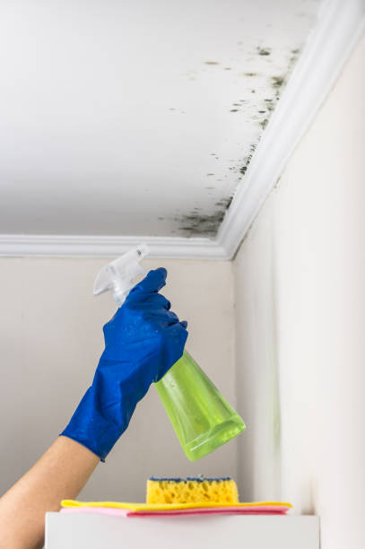 Mold Odor Removal Services in New Town, ND